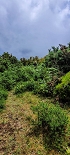 Plants: image 32 Of 208 Thumb
